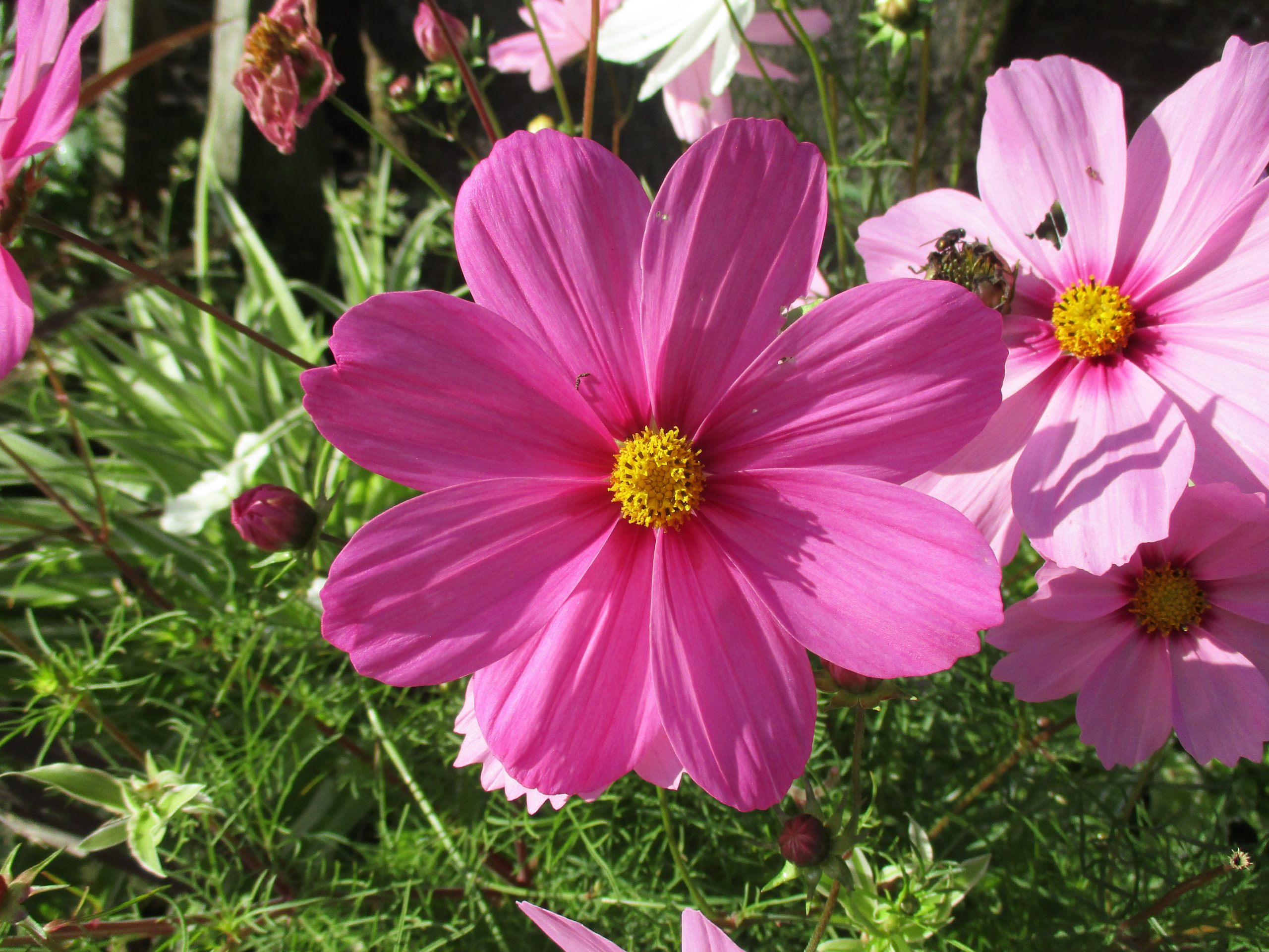 24-25 Cosmos-nr-3-scaled