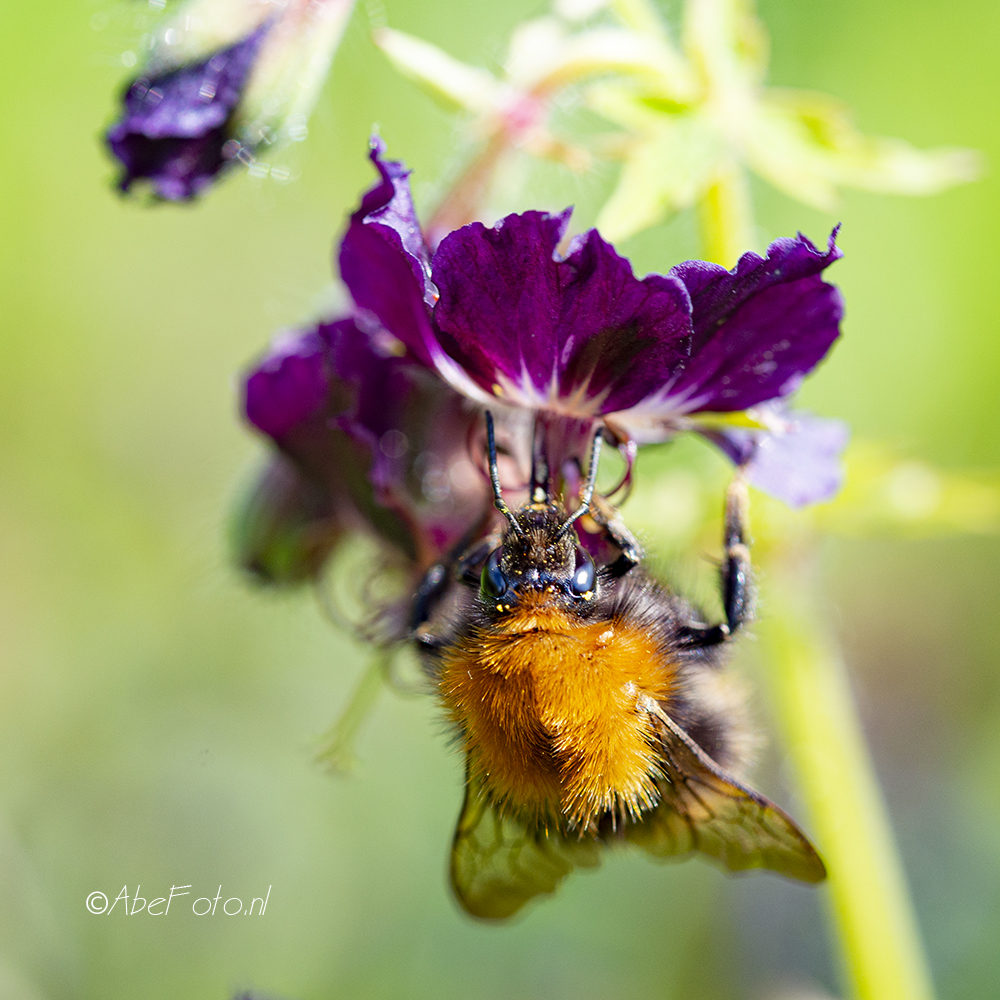 25-39 DSC_2331-ooievaarsbek-met-hommel-kl-wm-10-5-2021