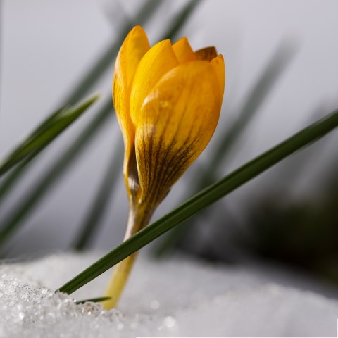 28-25 DSC_0281-a crocus (Klein)