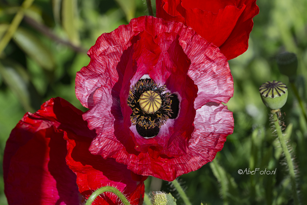 60-25 DSC_3455 papaver kl wm