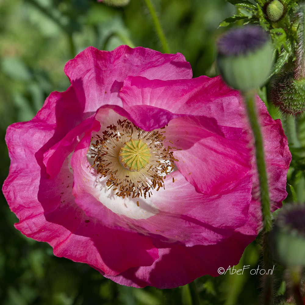 86-25 DSC_3460 papaver kl wm