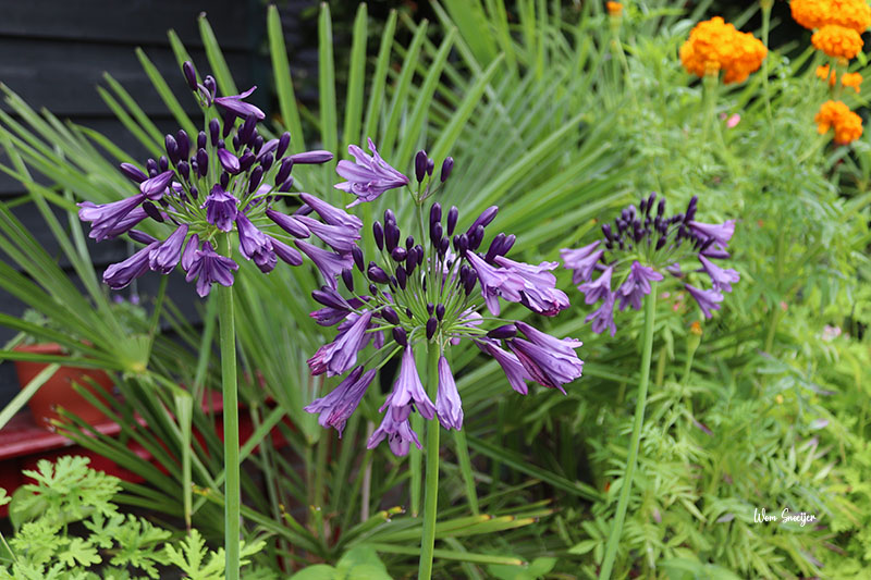 2 Agapanthus POPPIN PURPLE-watermarked