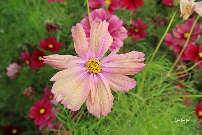 25 Cosmos oud-roze-watermarked
