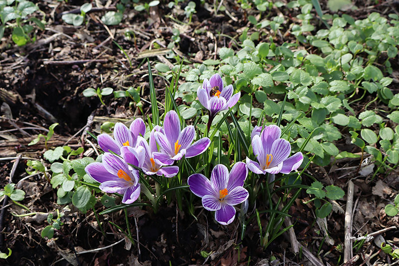28 Crocus-watermarked