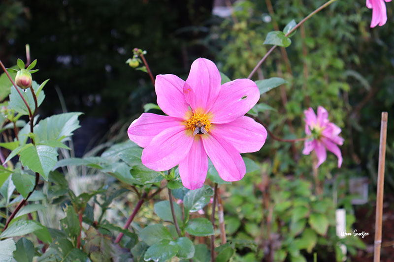 29 Dahlia-watermarked