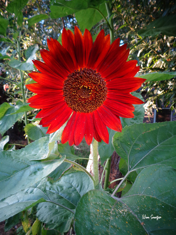 41 Helianthus annuus rood-watermarked