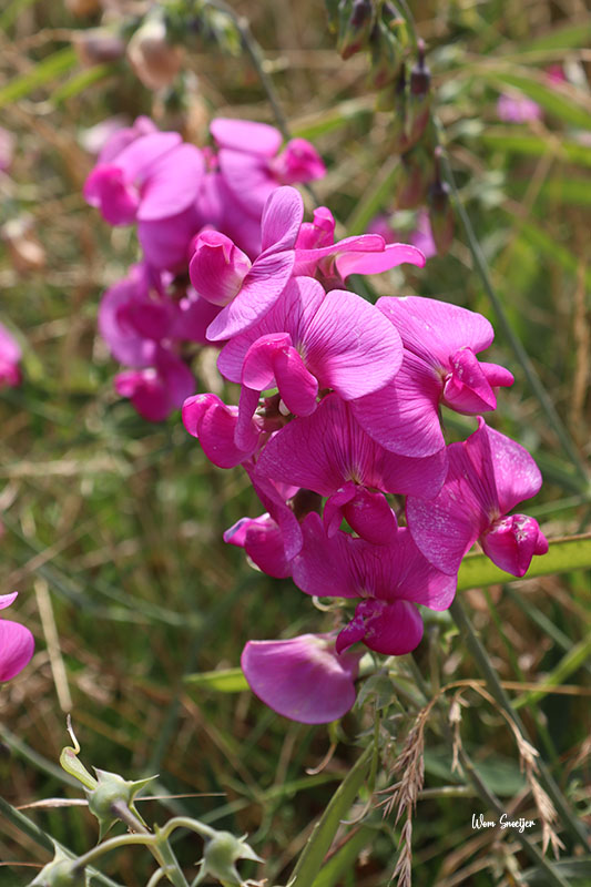 46 Lathyrus latifolius-watermarked