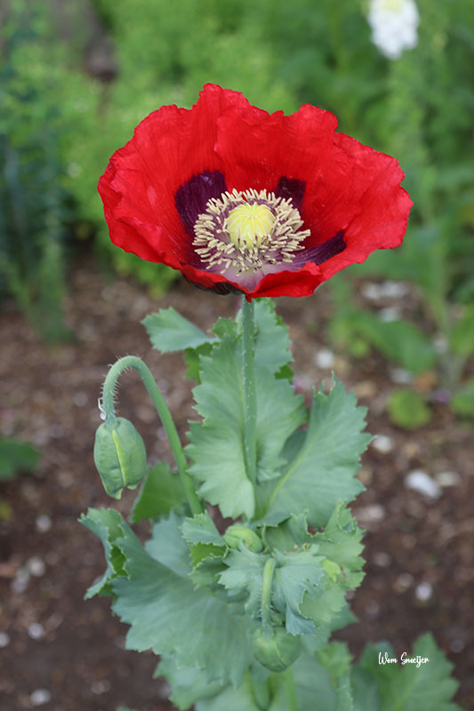 60 Papaver somniferum enkel rood-watermarked
