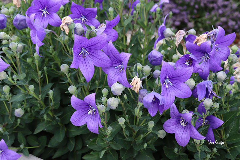 63 Platycodon grandiflorum-watermarked