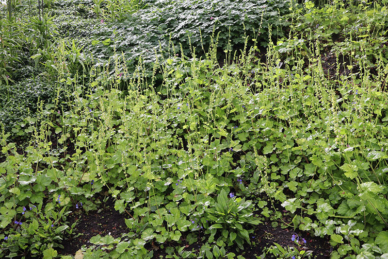 67 Tellima grandiflorum-watermarked