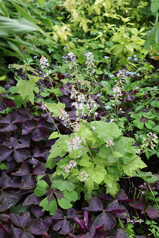 68 Tiarella cordifolia-watermarked