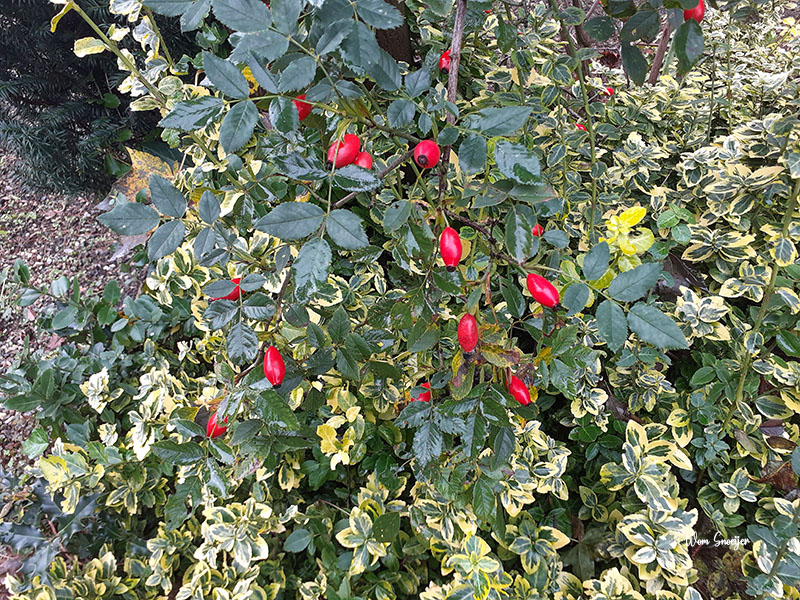 88 Rosa canina bottels-watermarked