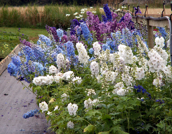 29+30-25 Delphinium-riddersporen