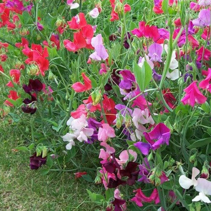 46-25 Lathyrus