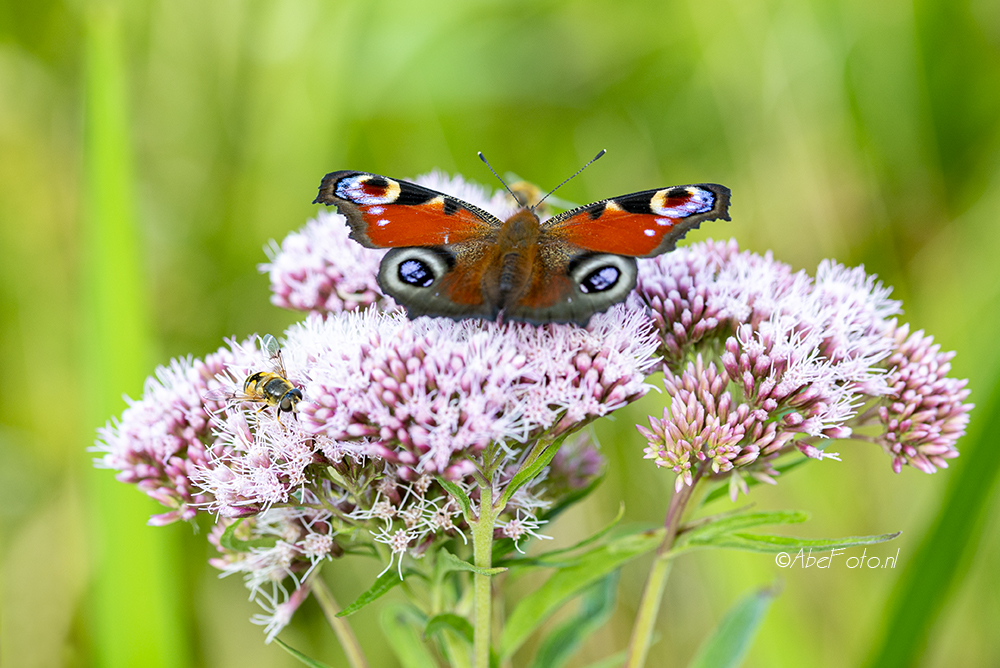 81-26 DSC_5640 koninginnekruid dagpauwoog kl wm